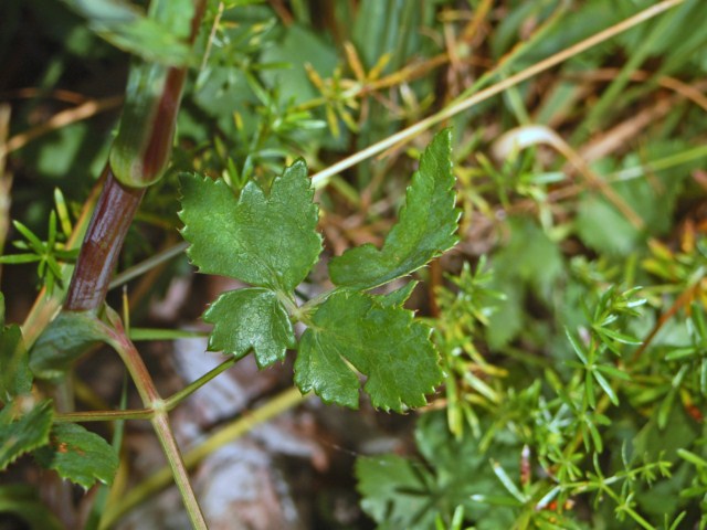 Peucedanum cervaria (=Cervaria rivini ) / Imperatoria cervaria